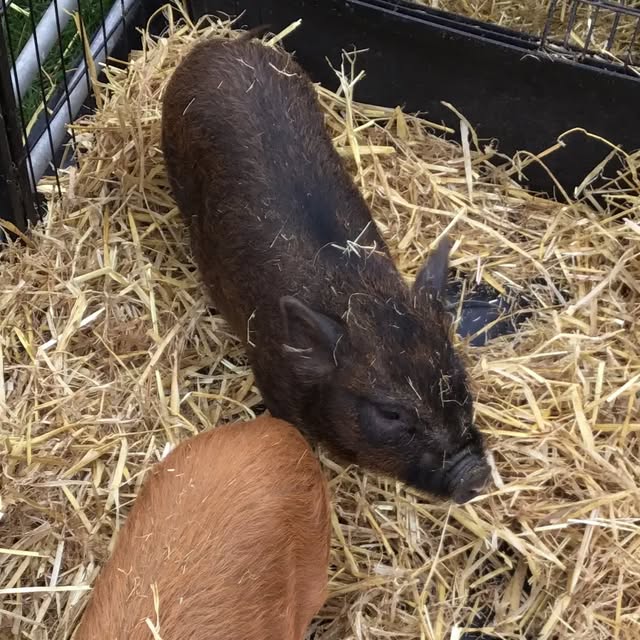 HuntingtonPrim2's tweet card. Huntington Primary Academy (@huntingtonprimaryyork) • Instagram photos and videos