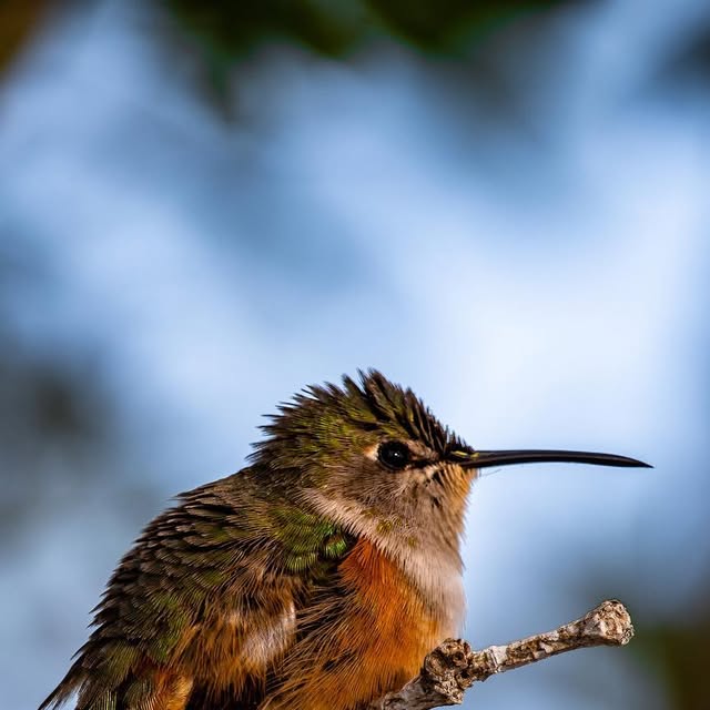 davidpgreen's tweet card. David Green (@finsflukesandfeathers) • Instagram photo