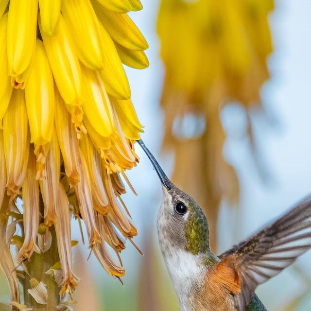 davidpgreen's tweet card. David Green (@finsflukesandfeathers) • Instagram photo