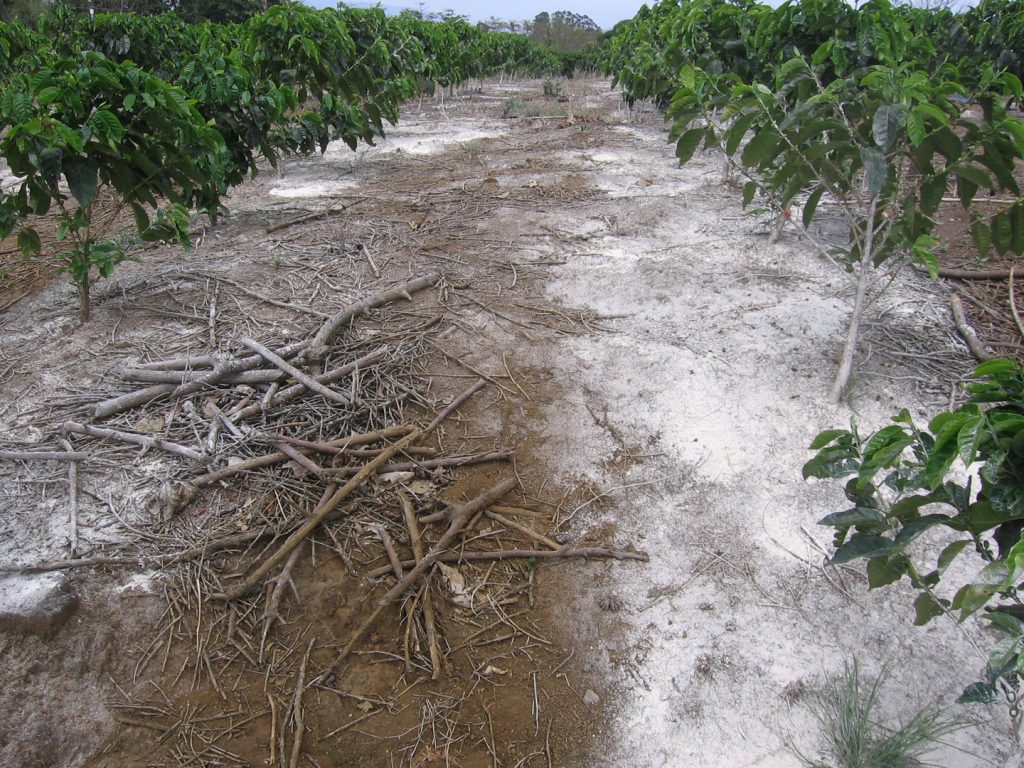 DefederAlcolea's tweet card. El encalado agrícola es una técnica esencial en la gestión de suelos fértiles, pero a menudo se subestima porque se considera una medida sin efecto directo sobre el rendimiento de los cultivos. Su...