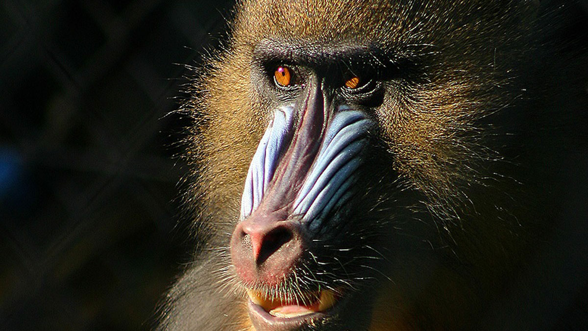 DailyGeekShow's tweet card. Les mandrills, primates puissants et colorés, se déplacent en hordes pouvant dépasser 800 individus, formant de véritables « armées » dans les forêts d’Afrique centrale.