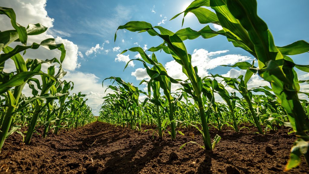 KingWobil's tweet card. Discover the learning challenges in the food system and why innovative education is key to sustainable transformation.