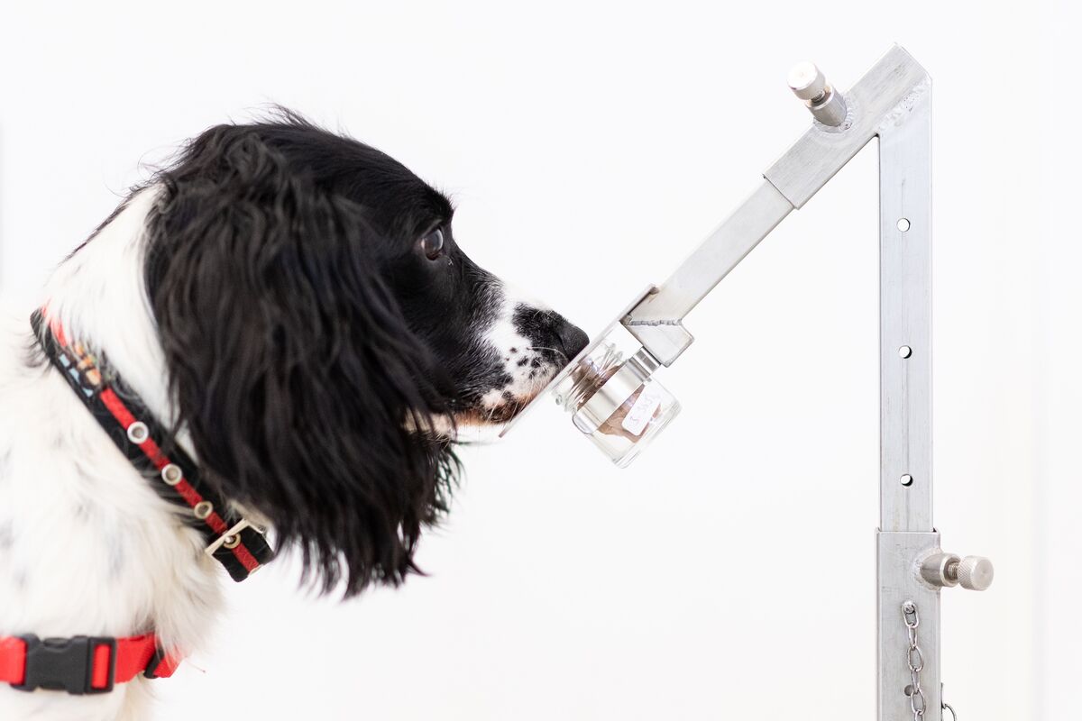 business's tweet card. Guten Tag, it’s Sonja in Frankfurt, where I’ve realized that dogs have quite the variety of career options. More on that in a bit, but first...