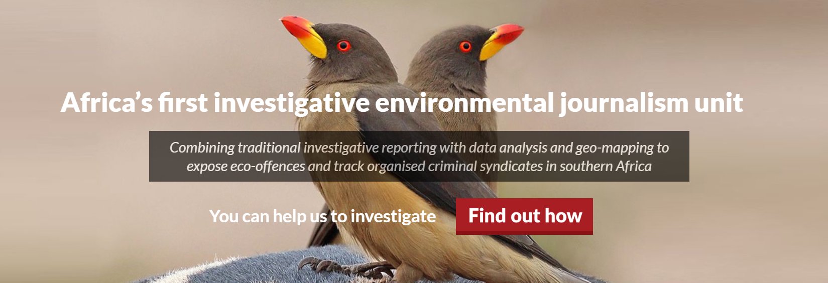 InkunziUMthiya's tweet card. Africa’s first investigative environmental journalism unit Combining traditional investigative reporting with data analysis and geo-mapping to expose eco-offences and track organised criminal...