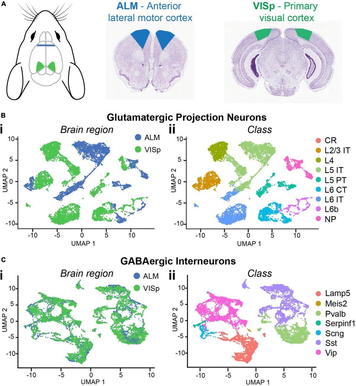 LabWester's tweet card. A prevailing challenge in neuroscience is understanding how diverse neuronal cell types select their synaptic partners to form circuits. In the neocortex, ma...