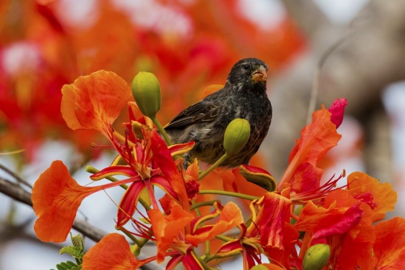 lorenschmidt's tweet card. Ever wondered why birds seem born to peep, chirrup and sing? Surprisingly, international avian experts have shown this to be true after finding fluctuations in bird species' heartbeat responses to…