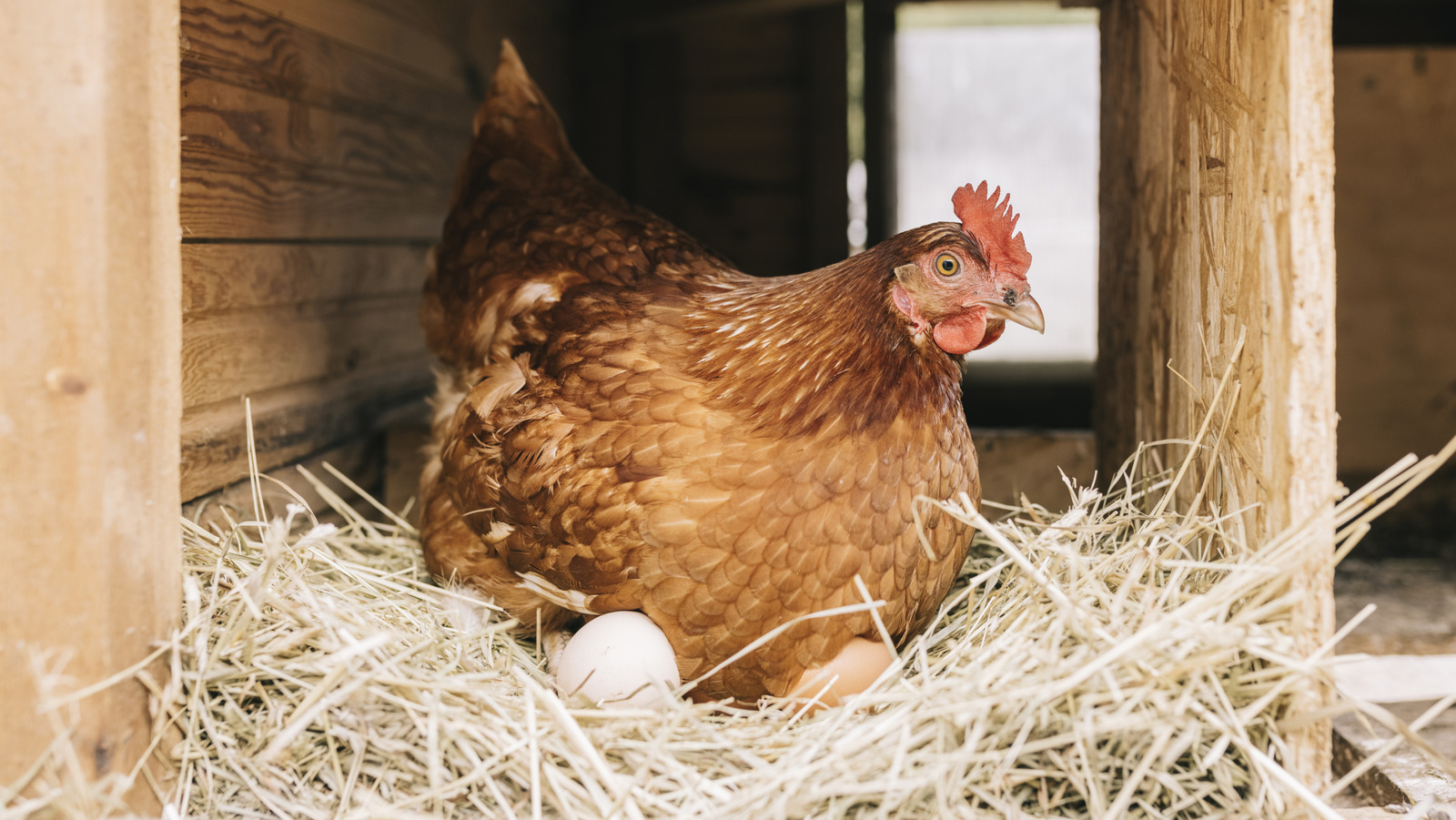 ciwfusa's tweet card. We interviewed poultry insiders to learn the secrets behind chicken farming. These are the facts about chicken farming they think you need to know.