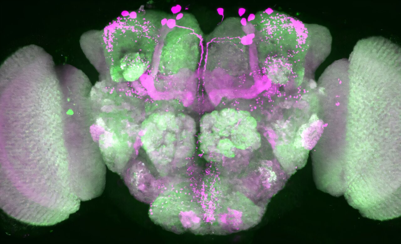 medical_xpress's tweet card. Flies too need their sleep. In order to be able to react to dangers, however, they must not completely phase out the environment. Researchers at Charité–Universitätsmedizin Berlin have now deciphered...