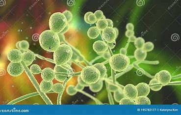 parwatisingari's tweet card. “Yeast infections go beyond physical discomfort—they whisper of deeper imbalances. Discover holistic healing with integrative medicine, Ayurveda, and emotional wellness for lasting resilience…