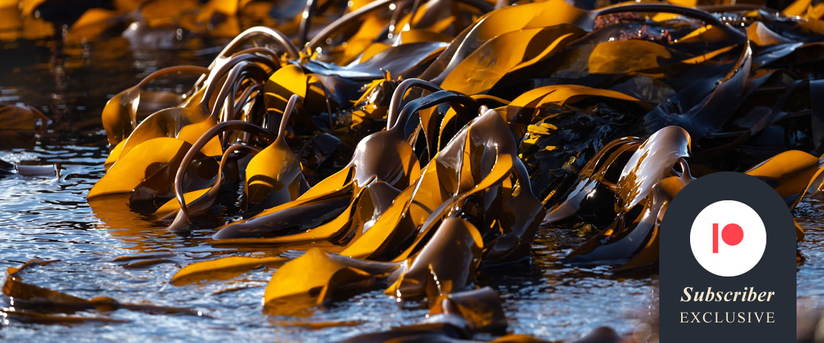 SeasideGothic's tweet card. Poetry by Cara Smart from Issue 9 of Seaside Gothic, a quarterly print magazine from the edge of the sea.