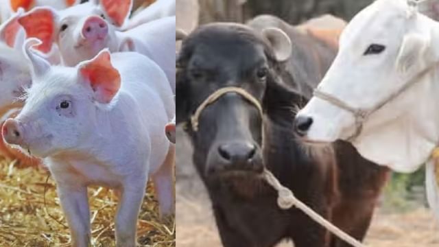 gaonjunctionofc's tweet card. शोधकर्ताओं का कहना है कि यह स्थिति न केवल पशु स्वास्थ्य बल्कि मानव स्वास्थ्य के लिए भी गंभीर खतरा है। अगर एंटीबायोटिक्स