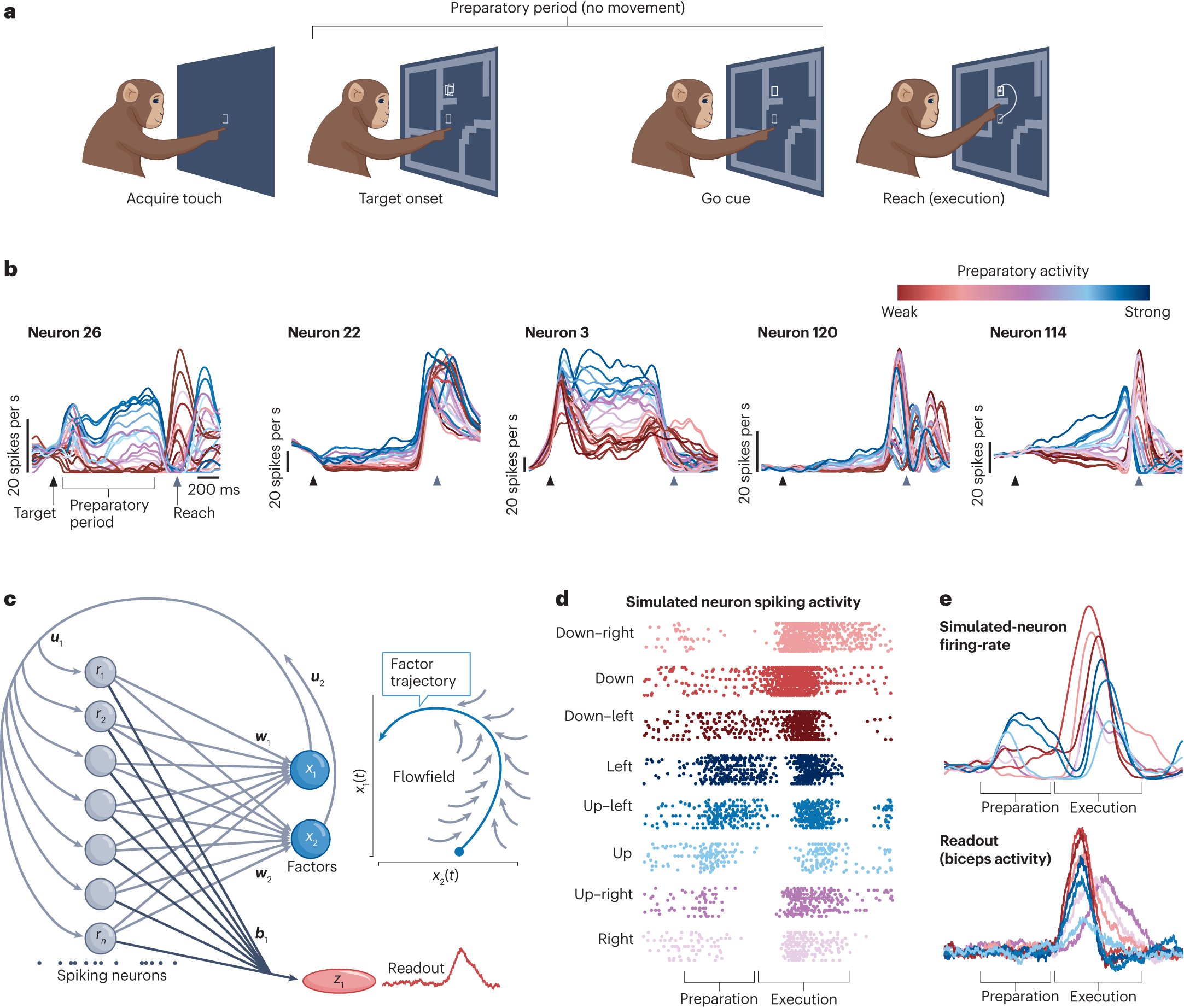 leafs_s's tweet card. Nature Reviews Neuroscience - How does motor-cortex activity well before movement not drive motor outputs? In this Review, Churchland and Shenoy detail how searching for answers transitioned the...