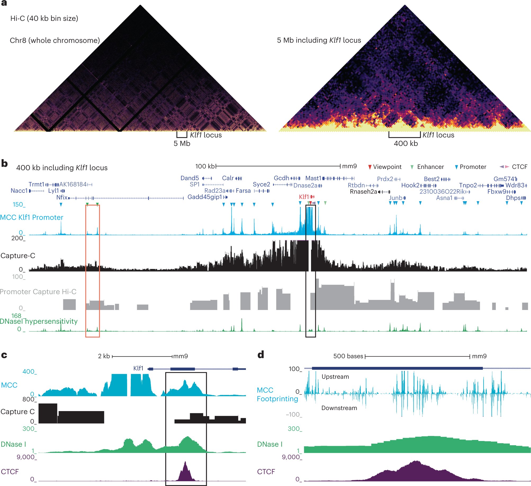 jsantoyo's tweet card. Nature Protocols - Micro Capture-C is a chromatin conformation capture method for visualizing reproducible three-dimensional contacts of regulatory regions in the genome at base-pair resolution.