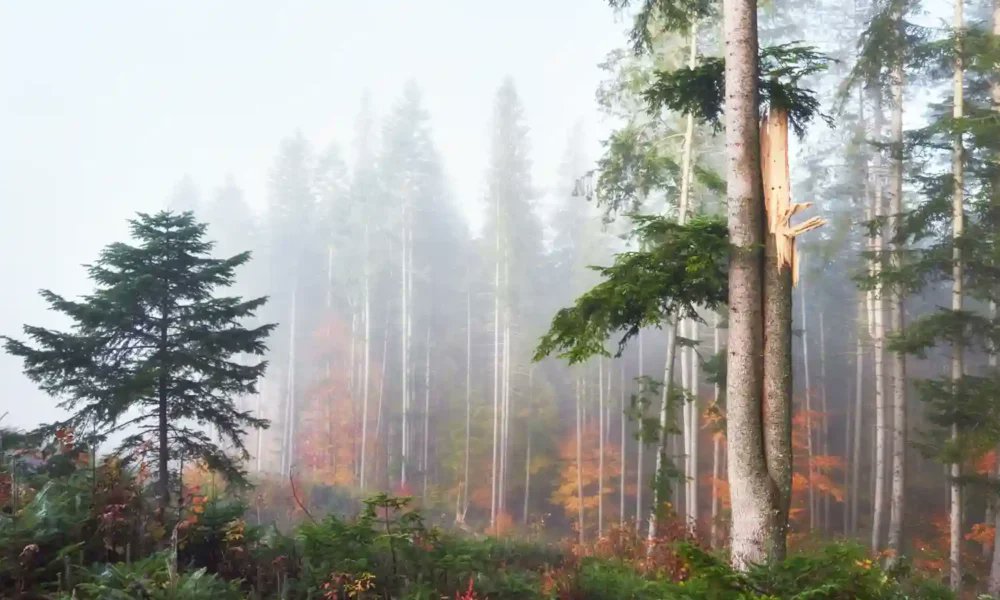 donporquex's tweet card. Bosques hircani de Irán arden, de nuevo: patrimonio de la UNESCO en riesgo, petición de ayuda internacional y aviones turcos en apoyo aéreo. Los bosques hircani, declarados Patrimonio Mundial por la...