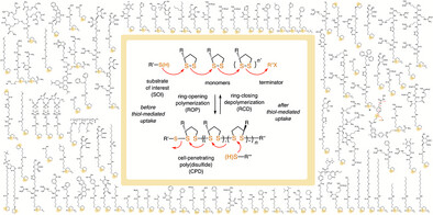 HelvChimActa's tweet card. The first 10 years of cell-penetrating poly(disulfide)s (CPDs) are reviewed comprehensively. CPDs are prepared by ring-opening polymerization of cyclic disulfides. The many sidechain structures and...