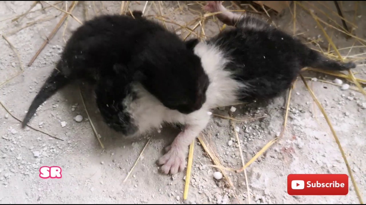 HelpAni16111926's tweet card. Rescue Baby kittens in day three