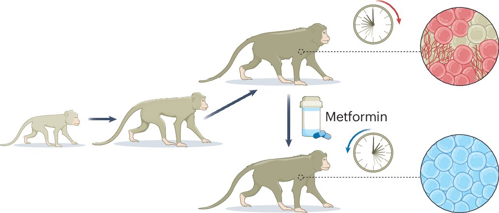 AgingBiology's tweet card. Lab Animal - A new study reveals that metformin, a widely prescribed diabetes medication, can significantly improve health parameters in aged male cynomolgus monkeys — possibly by slowing the...