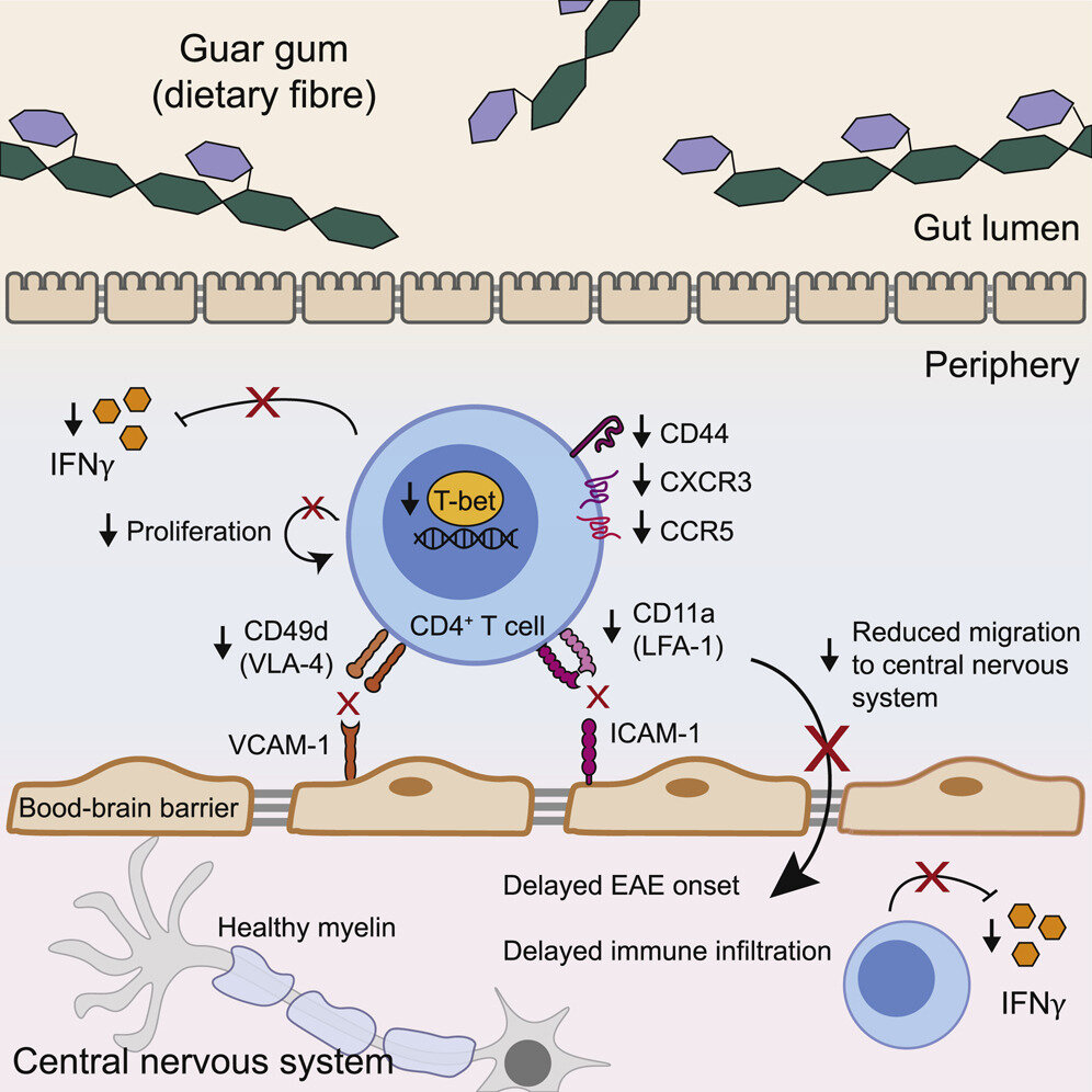 Surrey_MS's tweet card. Diets high in guar gum, a common food additive and dietary fiber, limit inflammation and delayed the onset of multiple sclerosis (MS) symptoms in mice, according to new research by members of the...