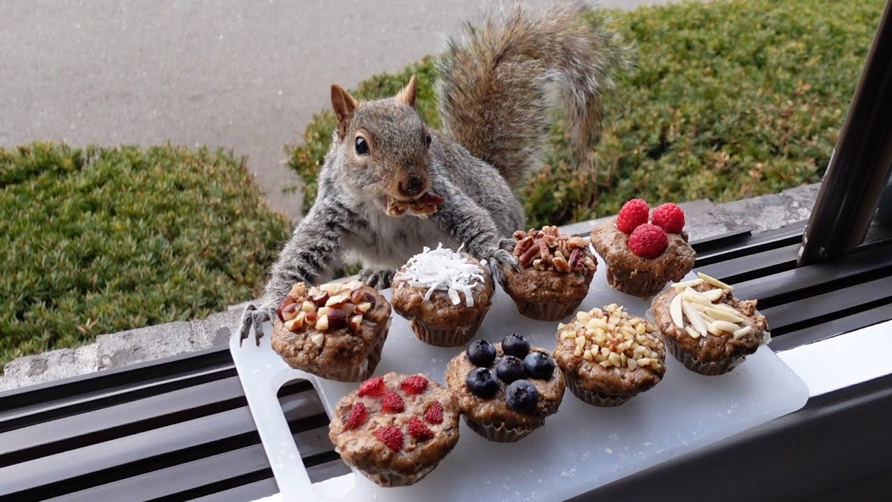 xmaseveevil1's tweet card. Squirrels' reactions to nut muffins