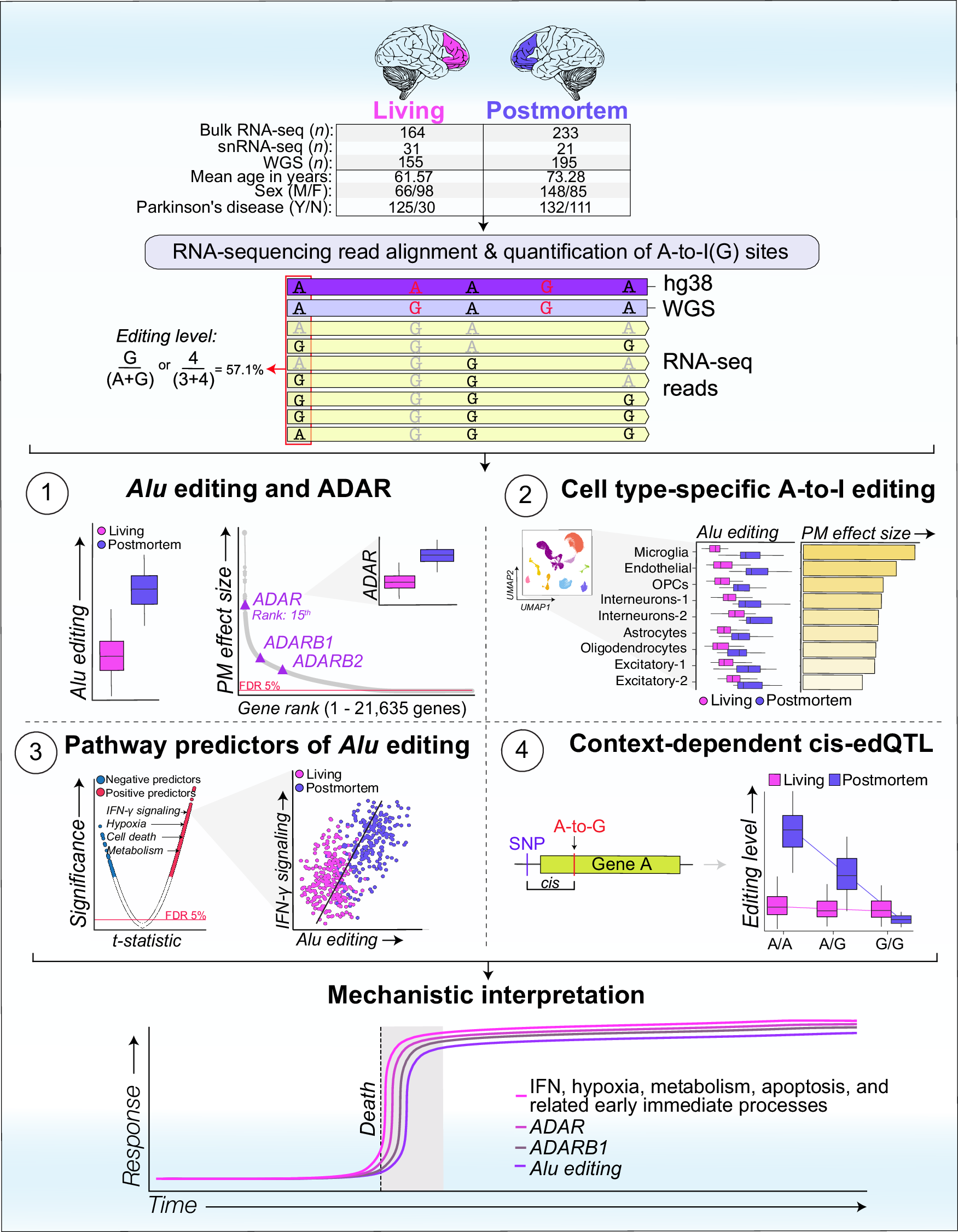 RodrigMig's tweet card. Nature Communications - Adenosine-to-inosine editing is a form of RNA modification observed in the human brain transcriptome. Here the authors question the accuracy of utilizing postmortem samples...