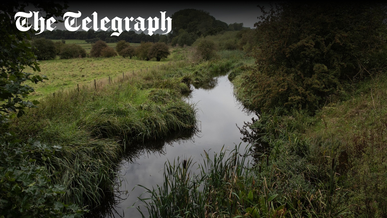 Feargal_Sharkey's tweet card. Pollution has created a ‘coating of brown sewage sludge’ on the River Ver