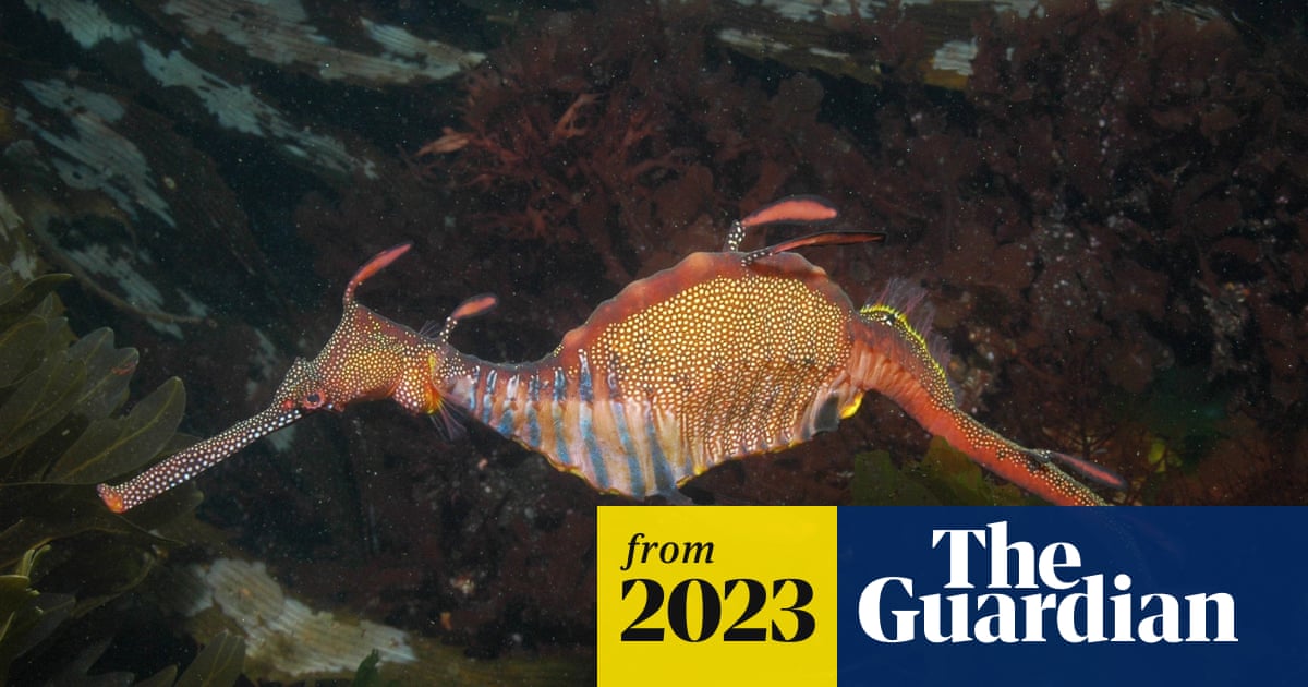 DerekTittensor's tweet card. Increasing ocean temperatures present ‘existential threat’ with knock-on effects for ecosystems and commercial fisheries, researchers say