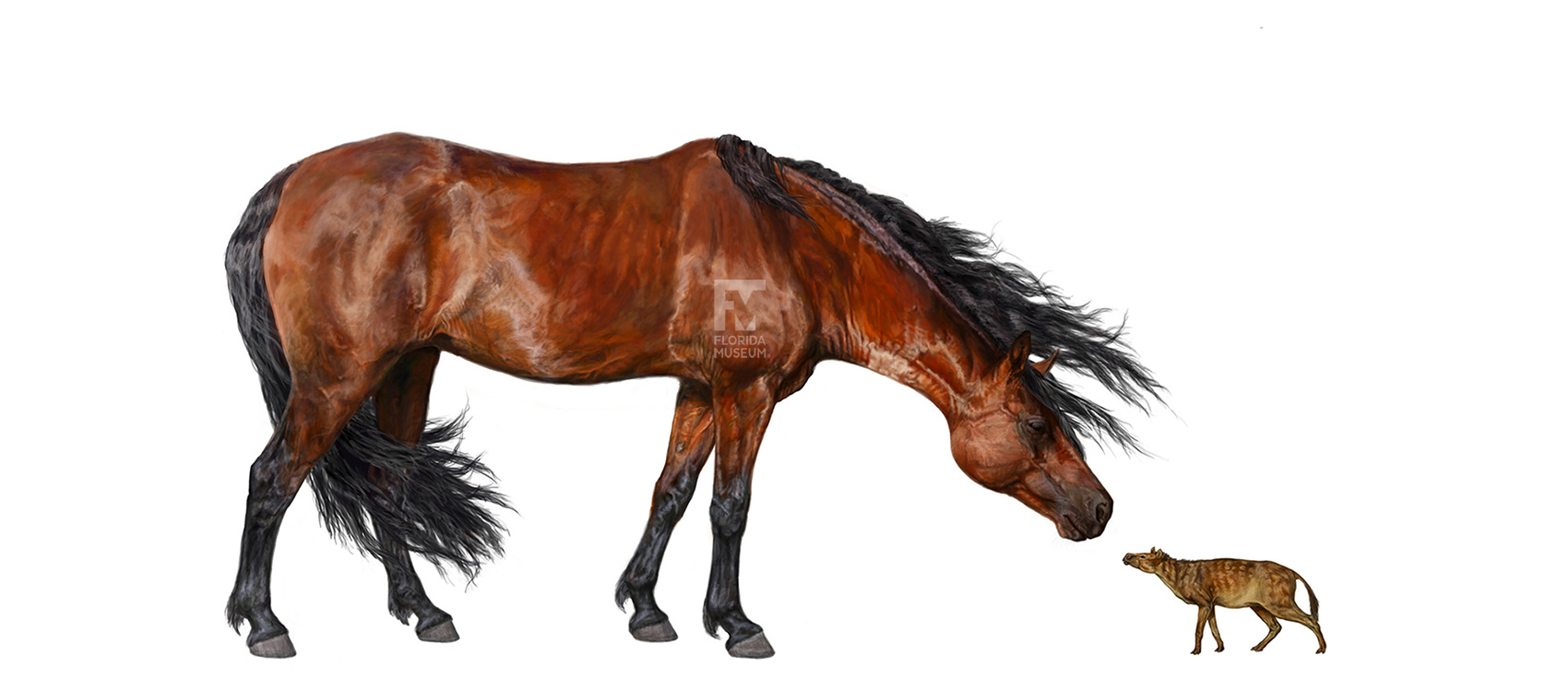 FloridaMuseum's tweet card. Students often learn in history class that the Spaniards brought horses to the New World in the 1500s, but the fossil record shows horses actually originated in North America at least 55 million...