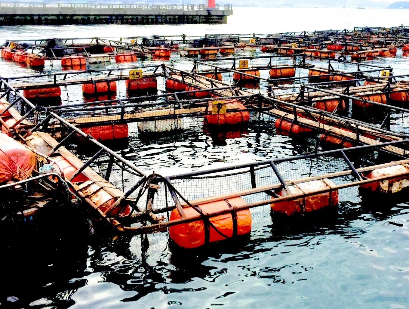 ook3's tweet card. 　日本の水産業で近年注目されてきた「水産養殖業」が岐路に立たされている。2025年1-8月に発生した、サケやブリなどの魚類や貝類、ウナギなどの内水面養殖を含めた養殖業者の倒産（負債1000万円以上、