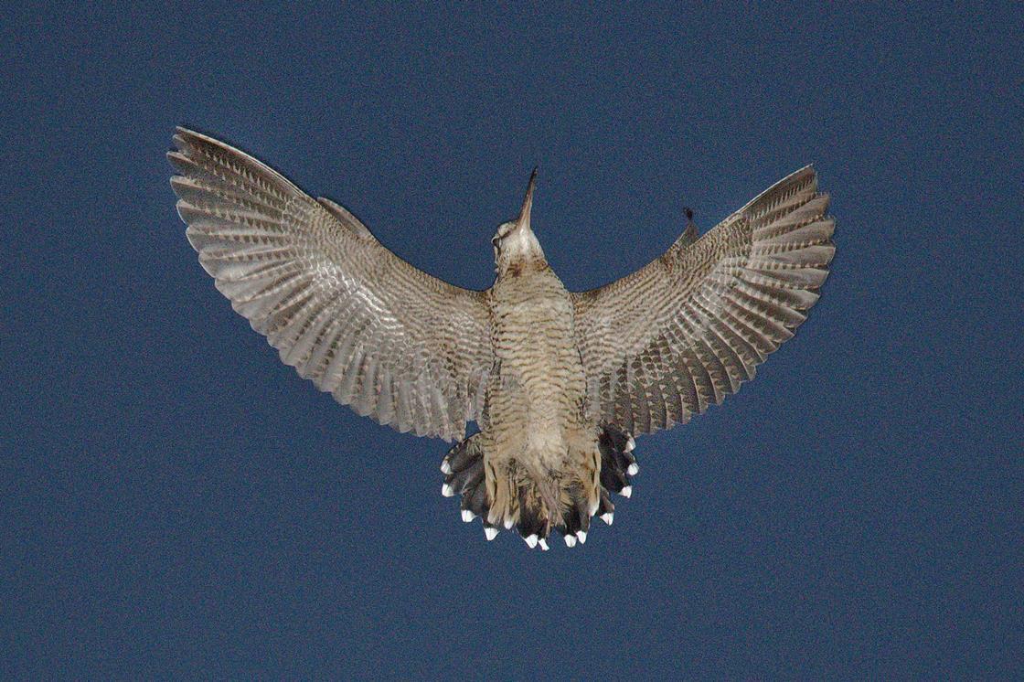 _Georgeobeid's tweet card. The Eurasian woodcock's white tail feathers reflect up to 55% of light -30% more than those of any other bird
