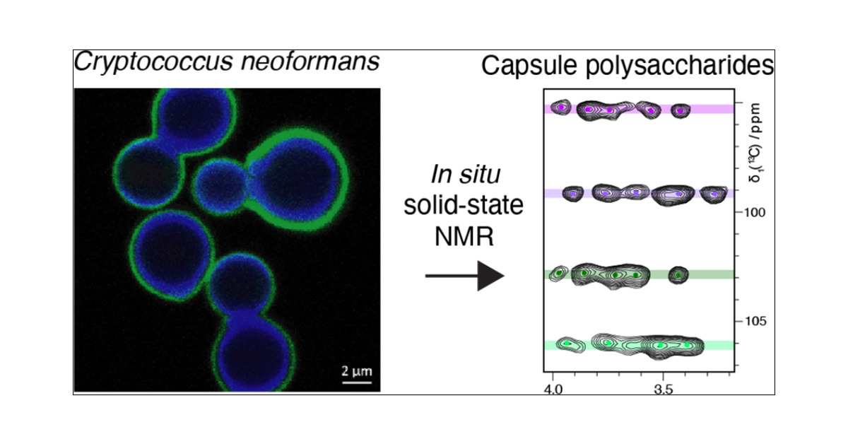 loquet_lab's tweet card. Pathogenic fungal and bacterial cells are enveloped within a cell wall, a molecular barrier at their cell surface, and a critical architecture that constantly evolves during pathogenesis. Understan...