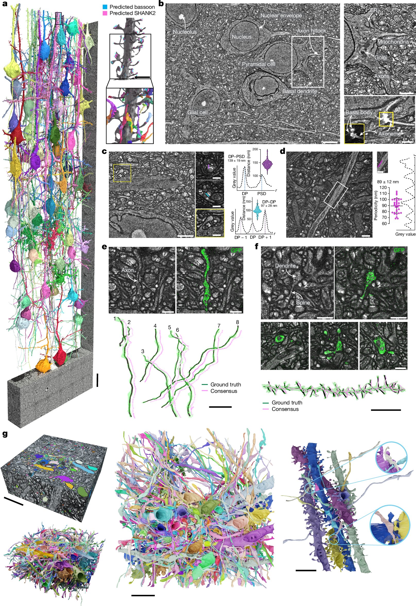 Nature's tweet card. Nature - A technique called LICONN (light-microscopy-based connectomics) allows mapping of brain tissue at synapse level and simultaneous measurement of molecular information, thus enabling...