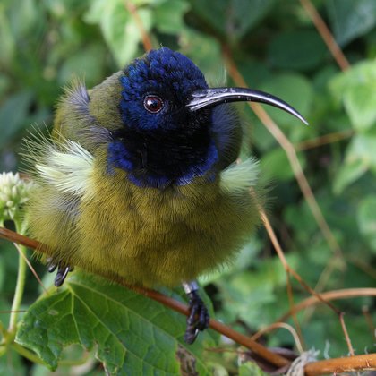 Tweet card summary image