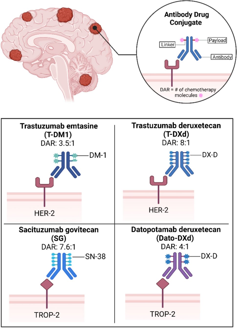 Dr_N_Moss's tweet card. Journal of Neuro-Oncology - The management of brain metastases (BrM) remains a major clinical challenge due to limited drug delivery across the blood-brain barrier (BBB) and the need for...