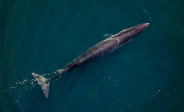 lanuevaweb's tweet card. Científicamente conocida como Balaenoptera borealis, la ballena Sei es considerada como la tercera especie más grande, después de la azul y del rorcual común.