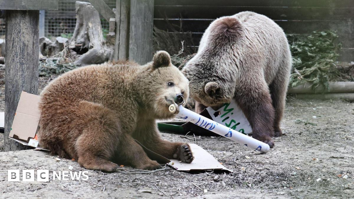 BearConserve's tweet card. Two brown bears escape from their enclosure and eat a "week's worth of honey" in the food store.
