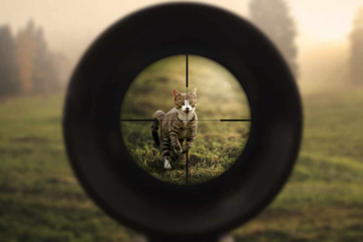 PETADeutschland's tweet card. Die Jagd ist kein Freizeitvergnügen, sondern eine Gefahr für alle Lebewesen. Bitte unterstützen Sie unsere Petition für ein Ende der Hobbyjagd.