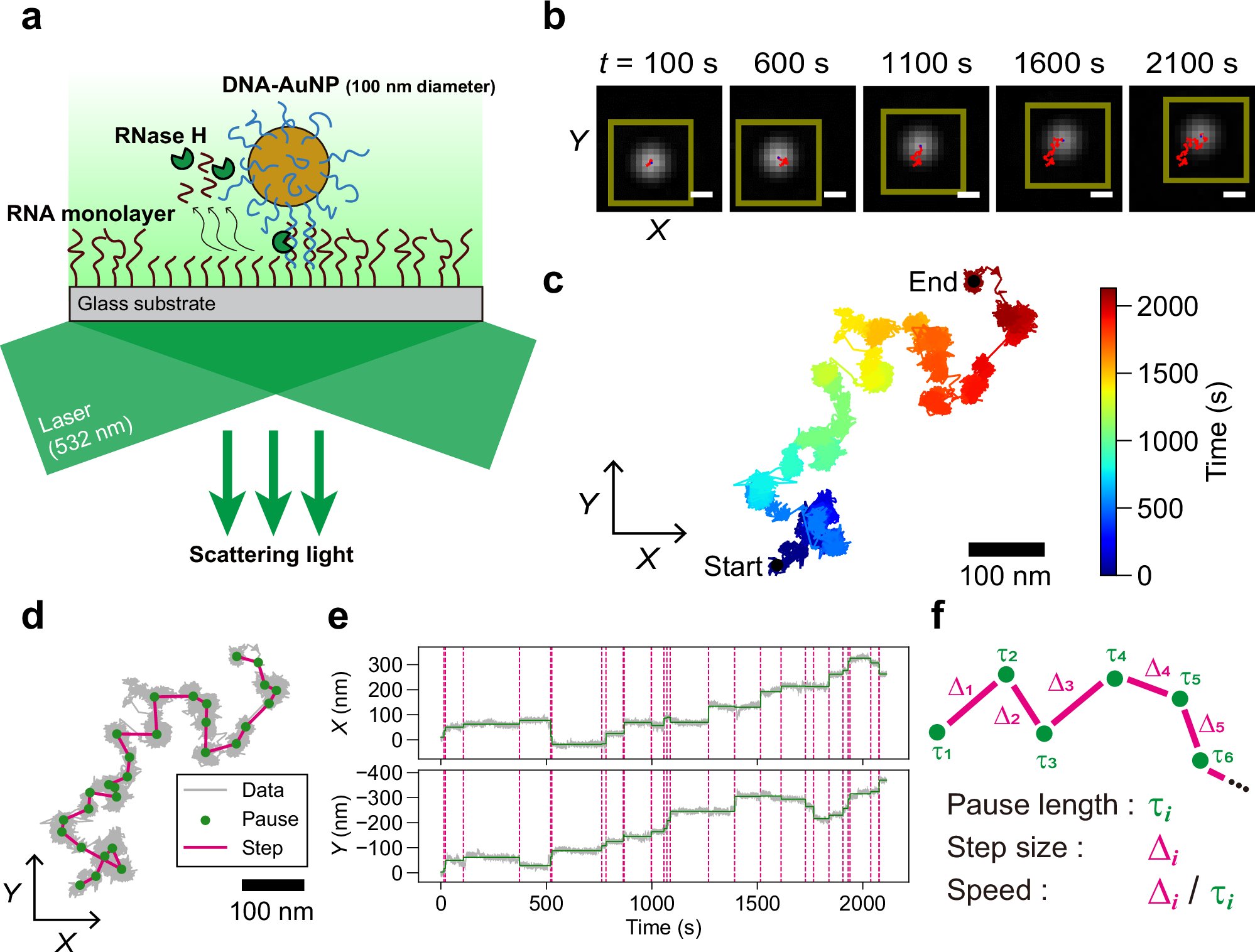 molcyb_PR's tweet card. Nature Communications - DNA-based artificial molecular motors have flexibility in design, but exhibit lower speed and shorter run-length than motor proteins. Here, authors rationally engineered an...