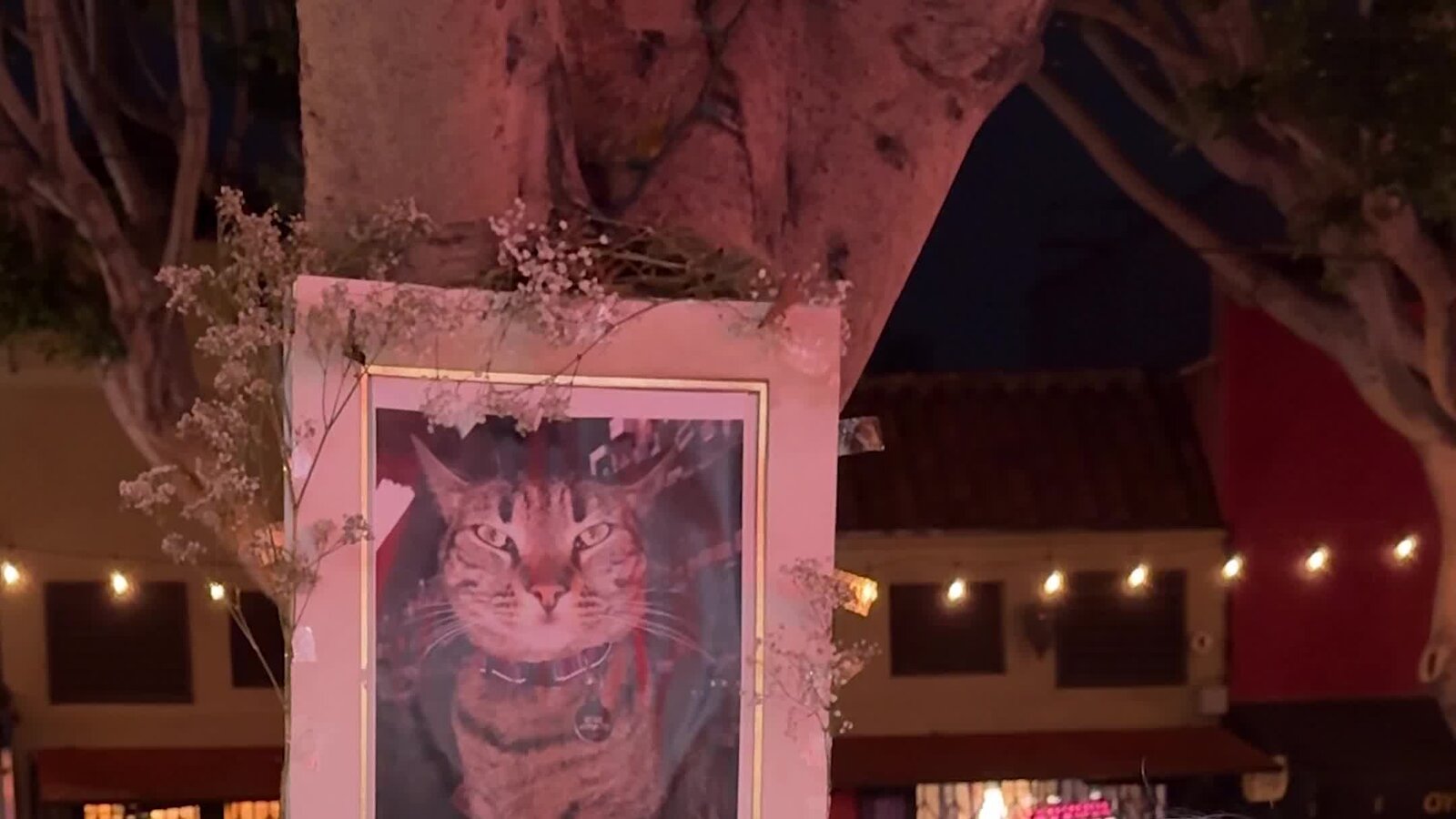 ScienceWeekly's tweet card. The self-driving taxis have become ubiquitous in the city, but an uproar ensued when one ran over a beloved feline.