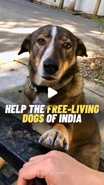 MadaanRumpy's tweet card. Rachel Forday | Dog At Heart (@dog_atheart) • Instagram reel