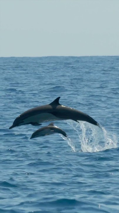 sksahabkhan's tweet card. Baby dolphin sighting!! #BabyAnimals #Shorts