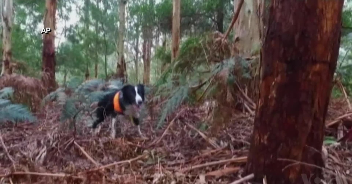 WLDogs's tweet card. Conservation Detection Dogs Sniff out Threatened Species