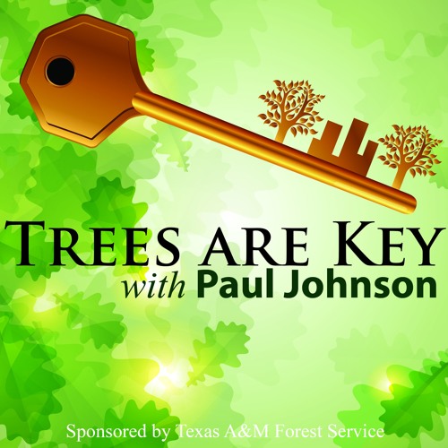 treevangelist's tweet card. Trees Are Key