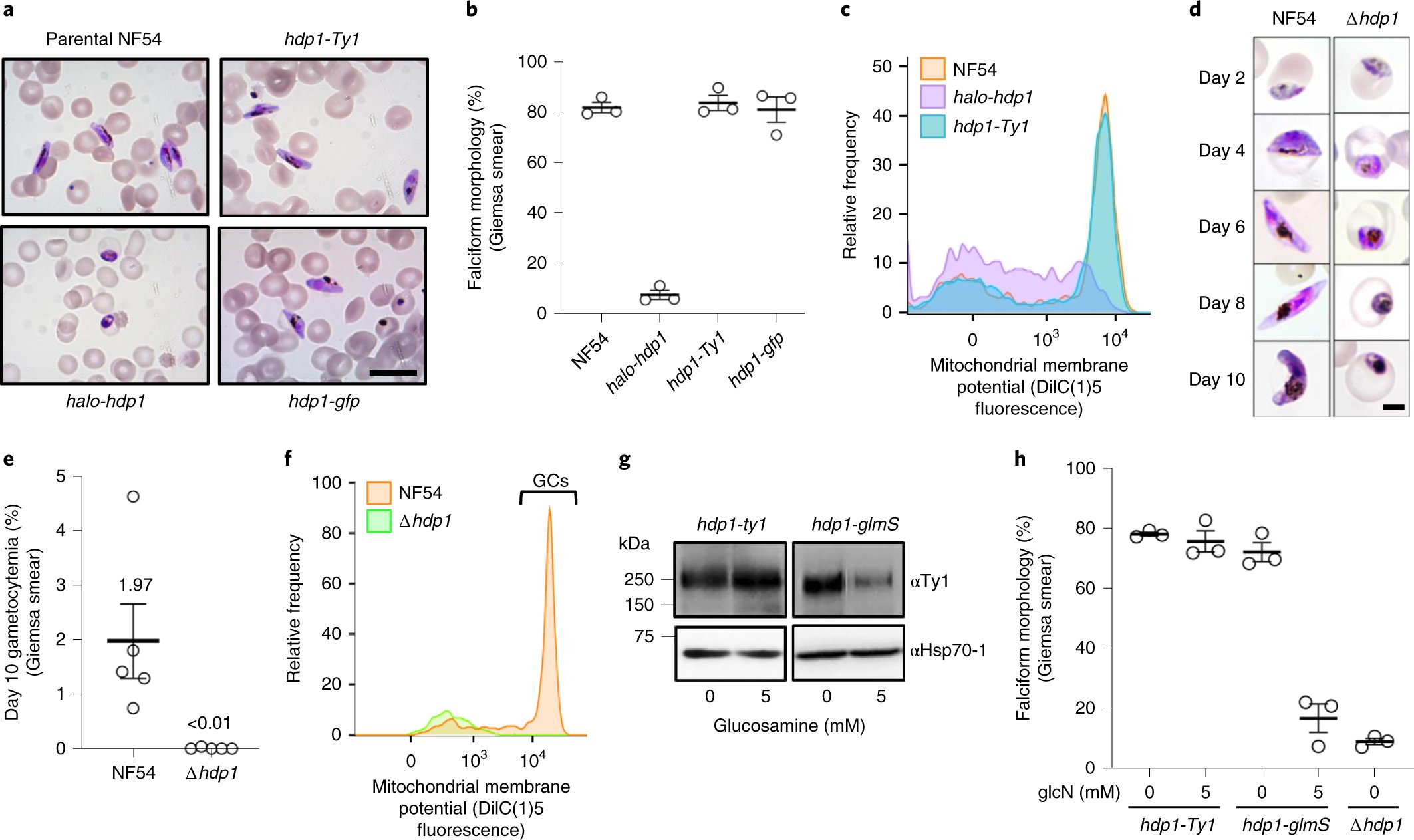 KafsackLab's tweet card. Nature Microbiology - HDP1 is a novel DNA-binding protein that functions as a positive transcriptional regulator of genes that gives Plasmodium falciparum gametocytes their characteristic...
