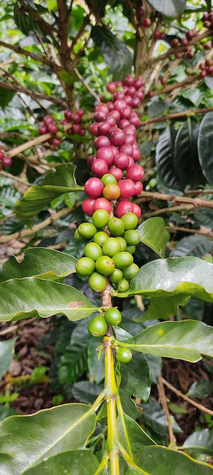 itprohelper's tweet card. Cocotu.com | Latin America Coffee and Culture