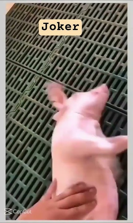 CyberVillage's tweet card. Is The Pig Dead (NO!), in a Coma (Maybe)… or a HUGE Faker, most tired...