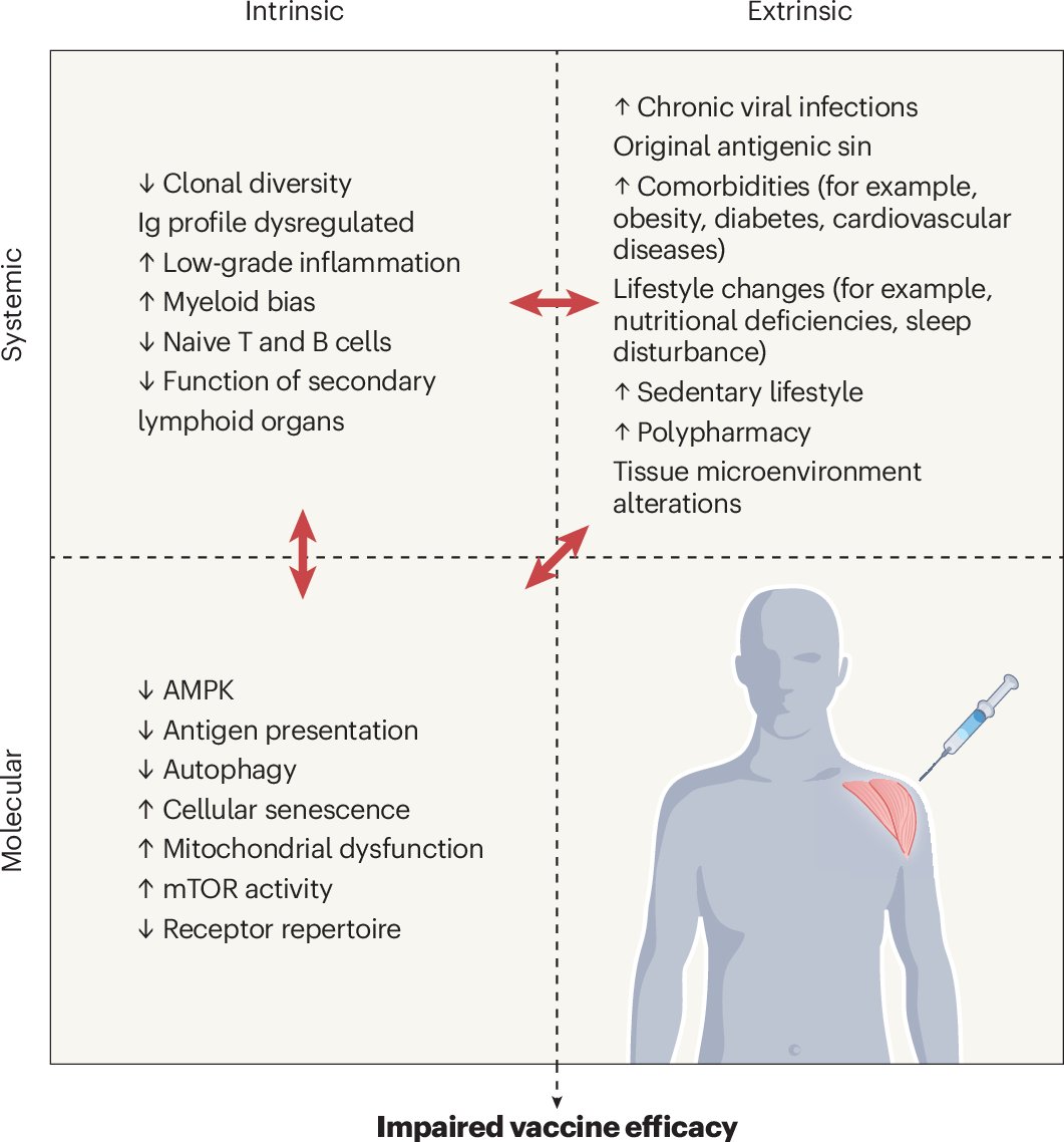 NatureAging's tweet card. Nature Aging - Hofer and colleagues explore how immunosenescence impairs vaccine efficacy in older adults, then review emerging vaccine technologies and gerotherapeutic interventions as strategies...
