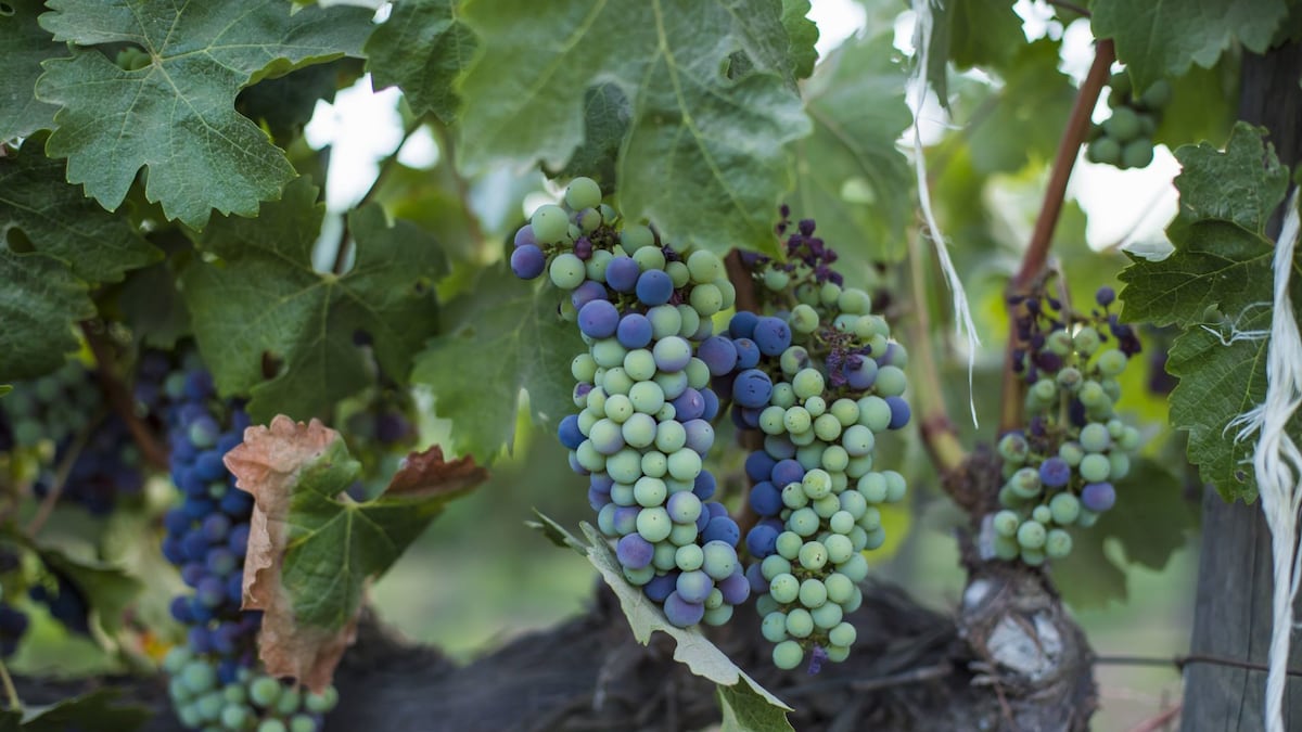 mesa_plural's tweet card. En opinión de Cat Soumeillera, el vino mexicano ha ido creciendo, y con ello las expectativas que se tiene de este. Hubo una época en que se solía decir que el vino mexicano no valía la pena, pero...