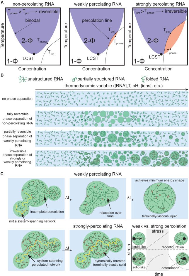 MolecularCell's tweet card. Ribonucleoprotein granules are thought to form via phase separation of RNA and associated proteins. Wadsworth et al. discuss the distinctive ways in which RNA critically contributes to the formation,...