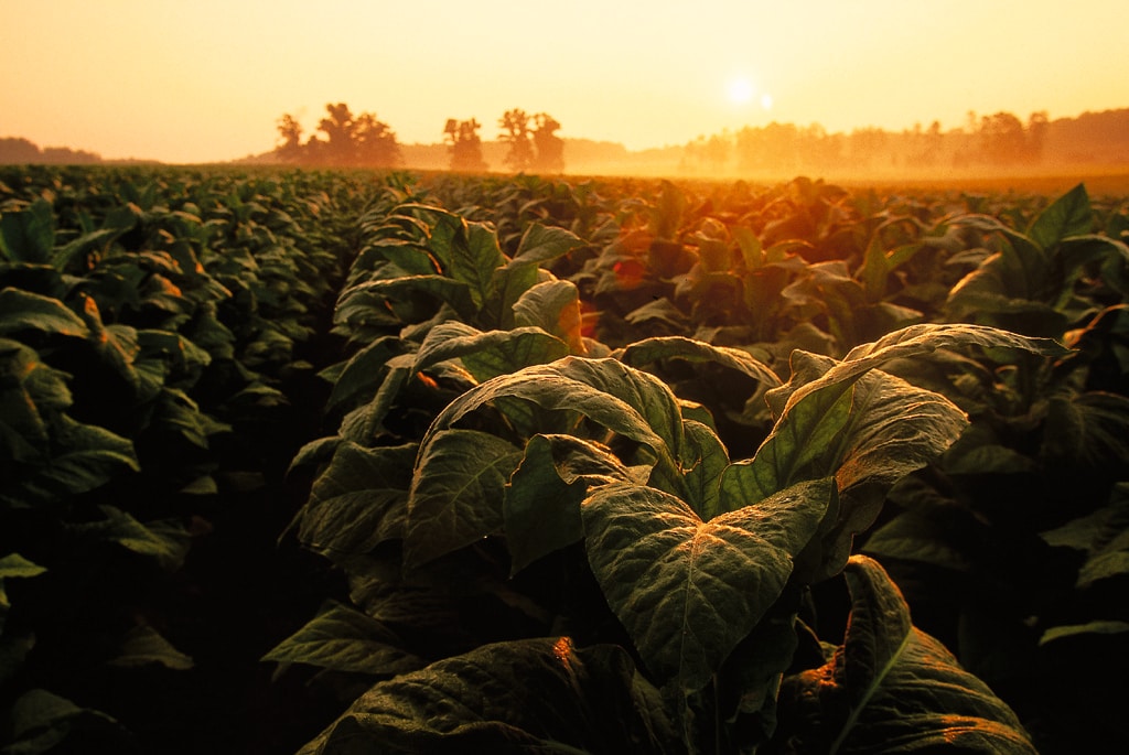 tsc_logicladder's tweet card. The insights will inform PMI’s sustainability strategy for 2030+ to position our business for enduring success as we build toward achieving our smoke-free ambitions.