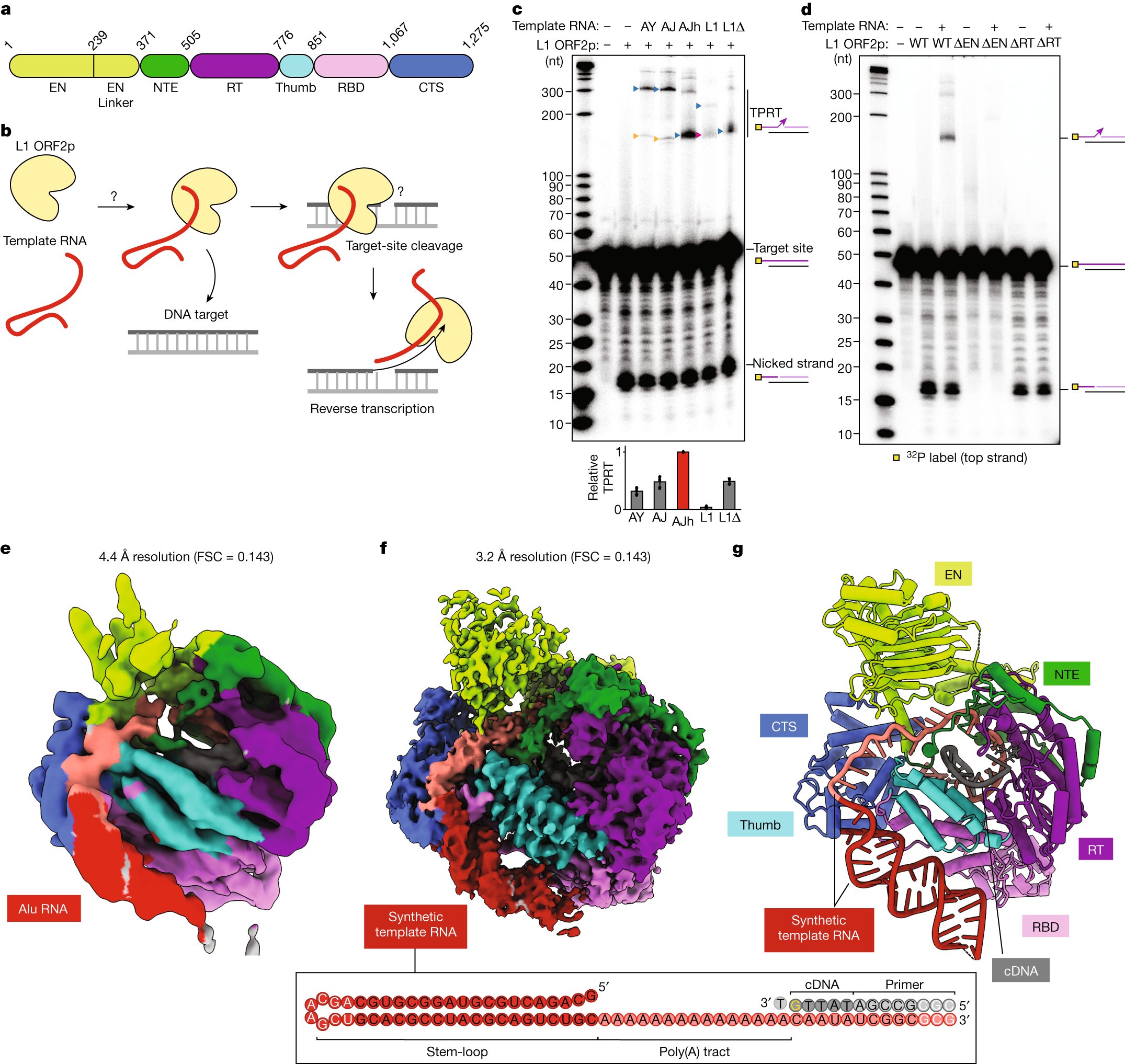 AkankshaThawani's tweet card. Nature - Human LINE-1 ORF2p relies on upstream single-stranded target DNA to position the adjacent duplex in the endonuclease active site for nicking of the longer DNA strand, with a single nick...